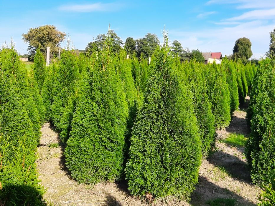 Thuja Smaragd 160,180,200,220 cm! Dowóz! Sadzimy! Tuja Szmaragd! Tuje!