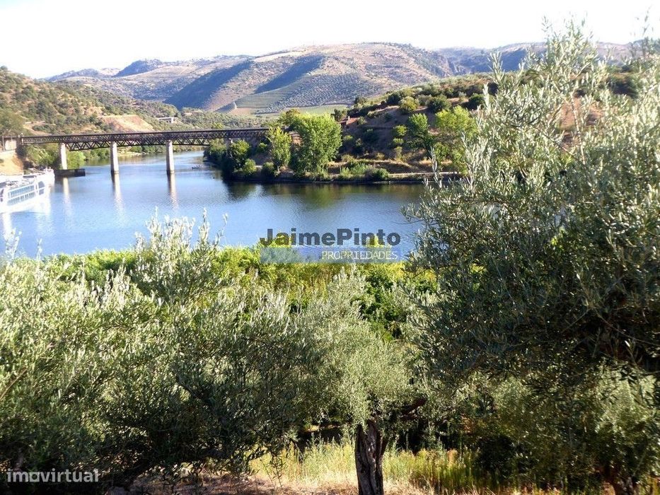 Olival em 400.000m2, perto rio Douro, região de Ligares, Barca DAlv...