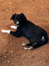 Border Collie Femea