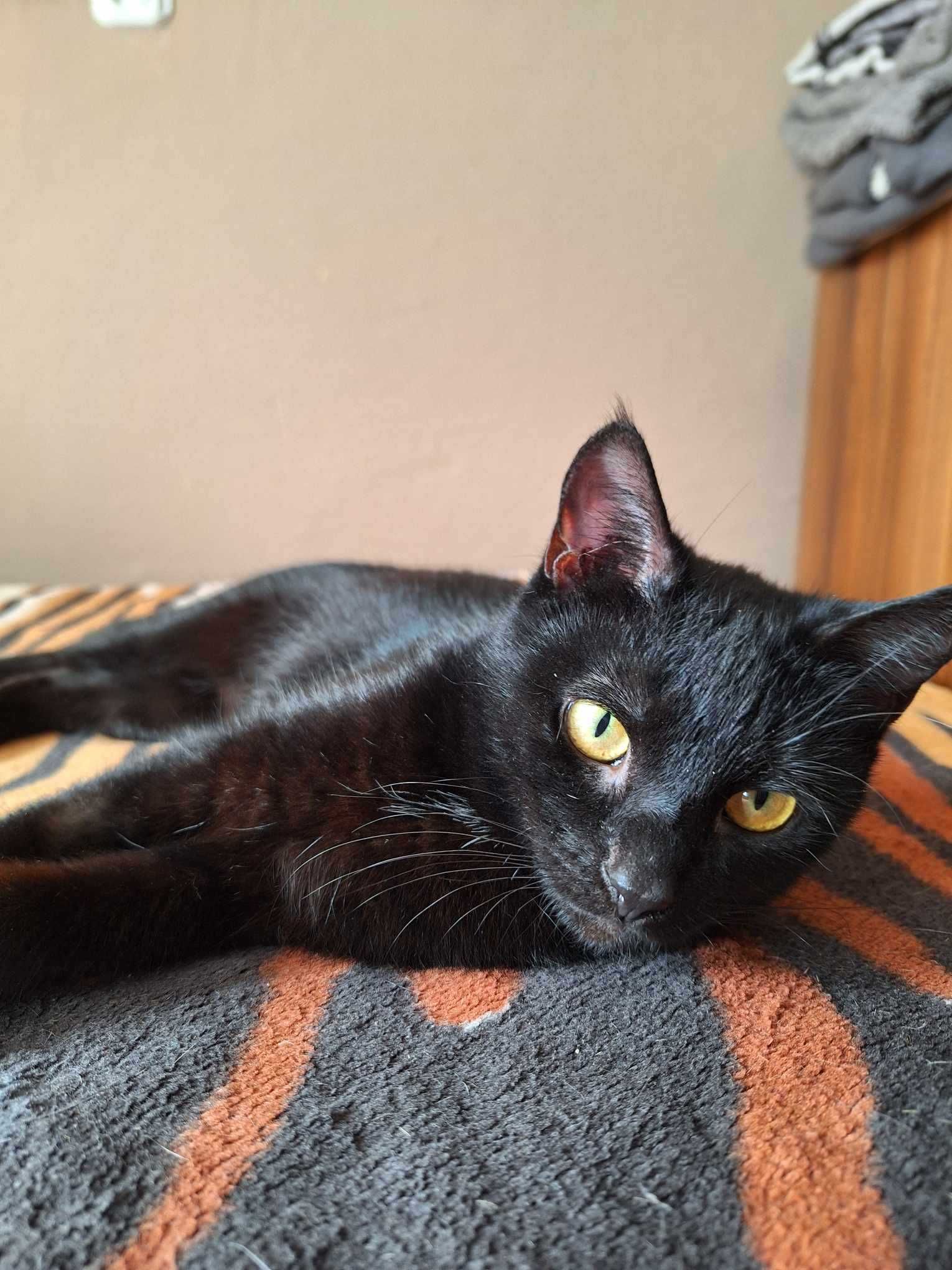 LUKRECJA - czarna młoda prześliczna kotka do adopcji
