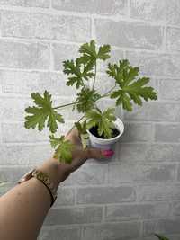 Geranium anginka