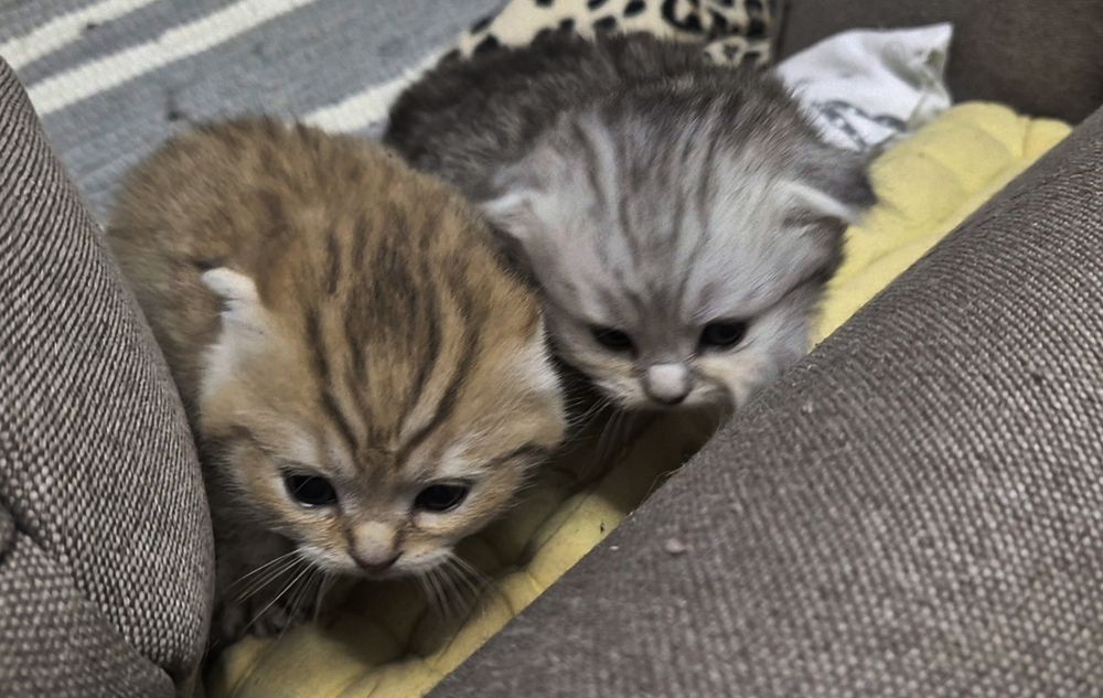 Котята шотландские вислоухие и прямоухие, девочки и мальчик