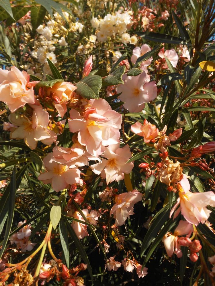 Oleander brzoskwiniowy pachnacy