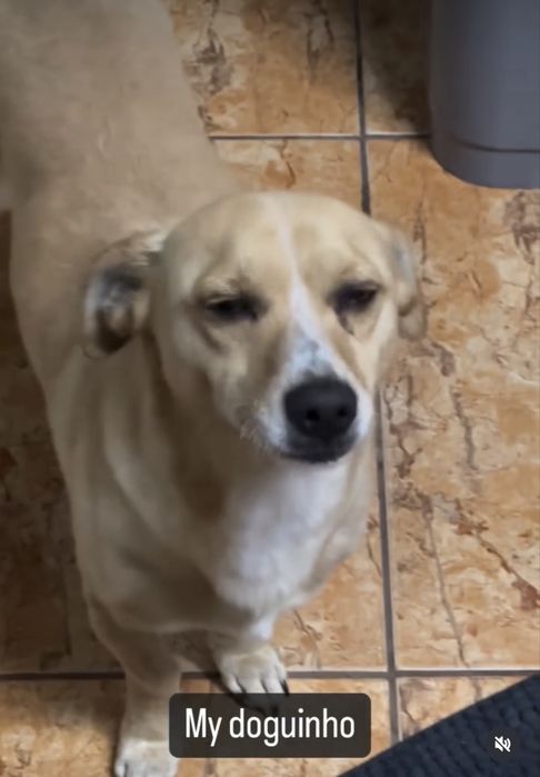 Caozinho arracado para adocao RESPONSAVEL