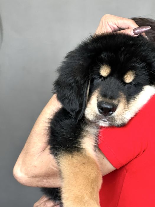 Чорнопідпалий окрас. Тибетський мастиф. Цуценя.