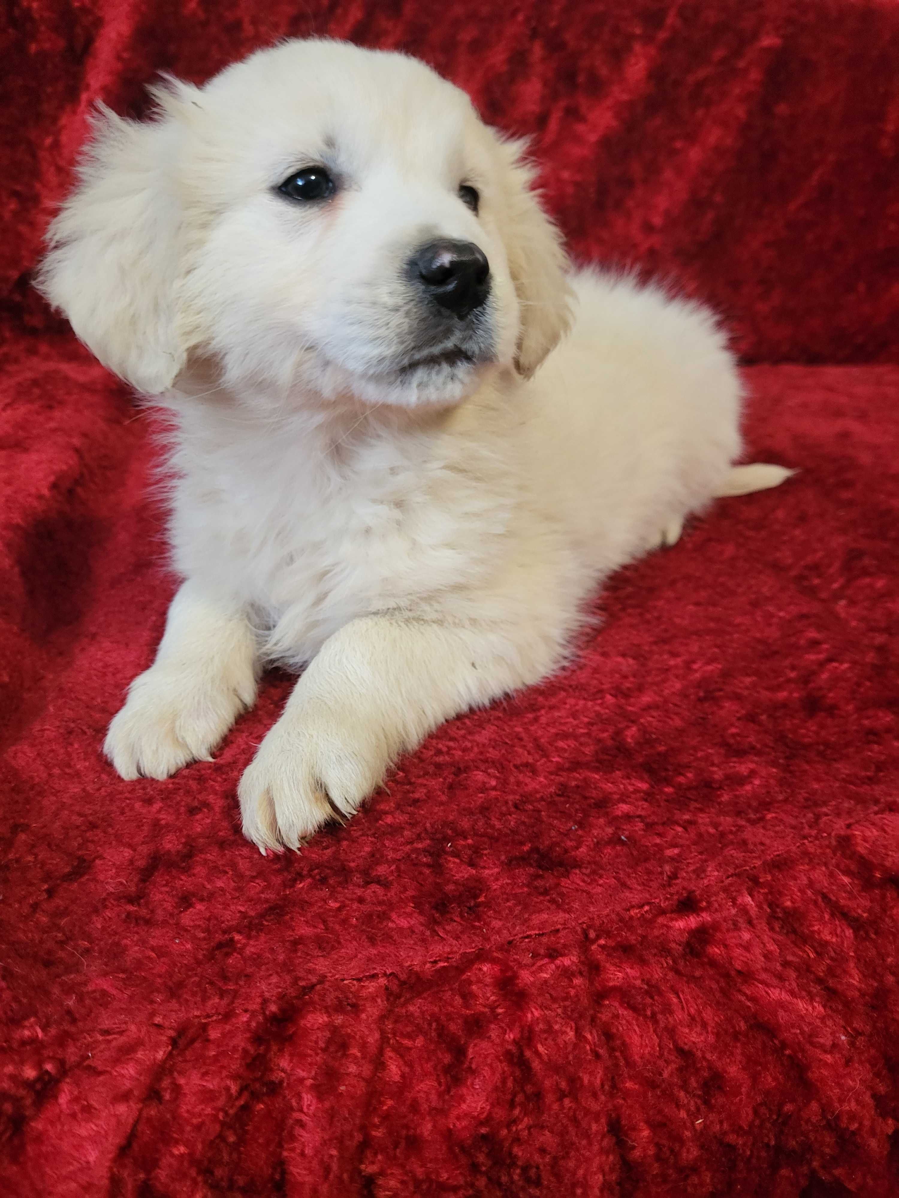 Golden Retriever [Szczenię; Sunia Biszkoptowa z Rodowodem]