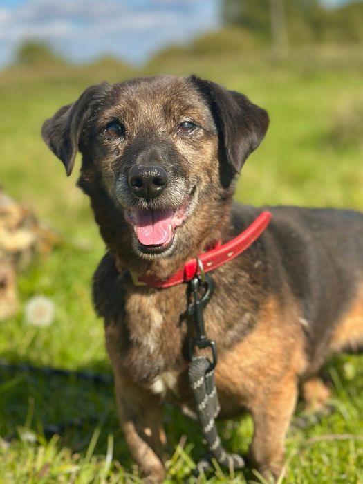 6-kg malutki i grzeczniutki seniorek Grosik pilnie szuka domu