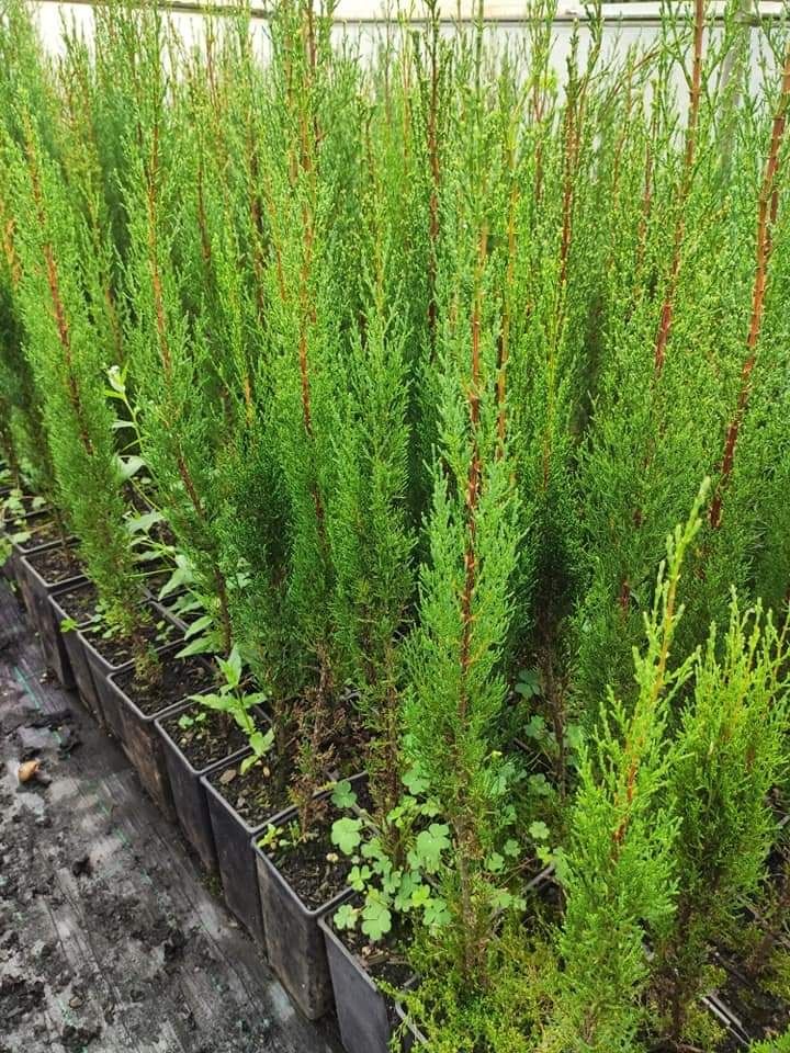 Cupressus sempervirens Toten