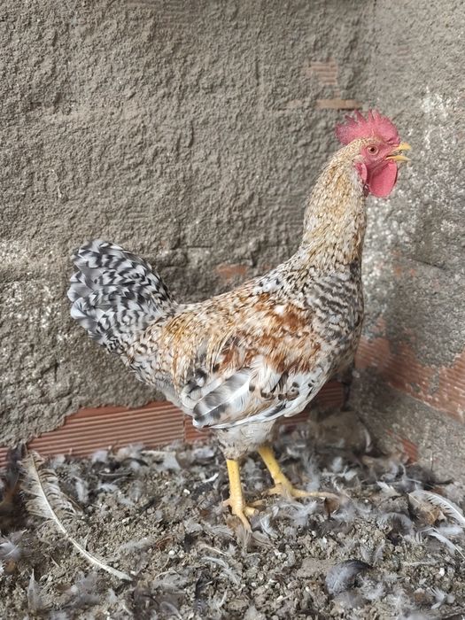 Pekins, kriel, fracas, galinhas angola