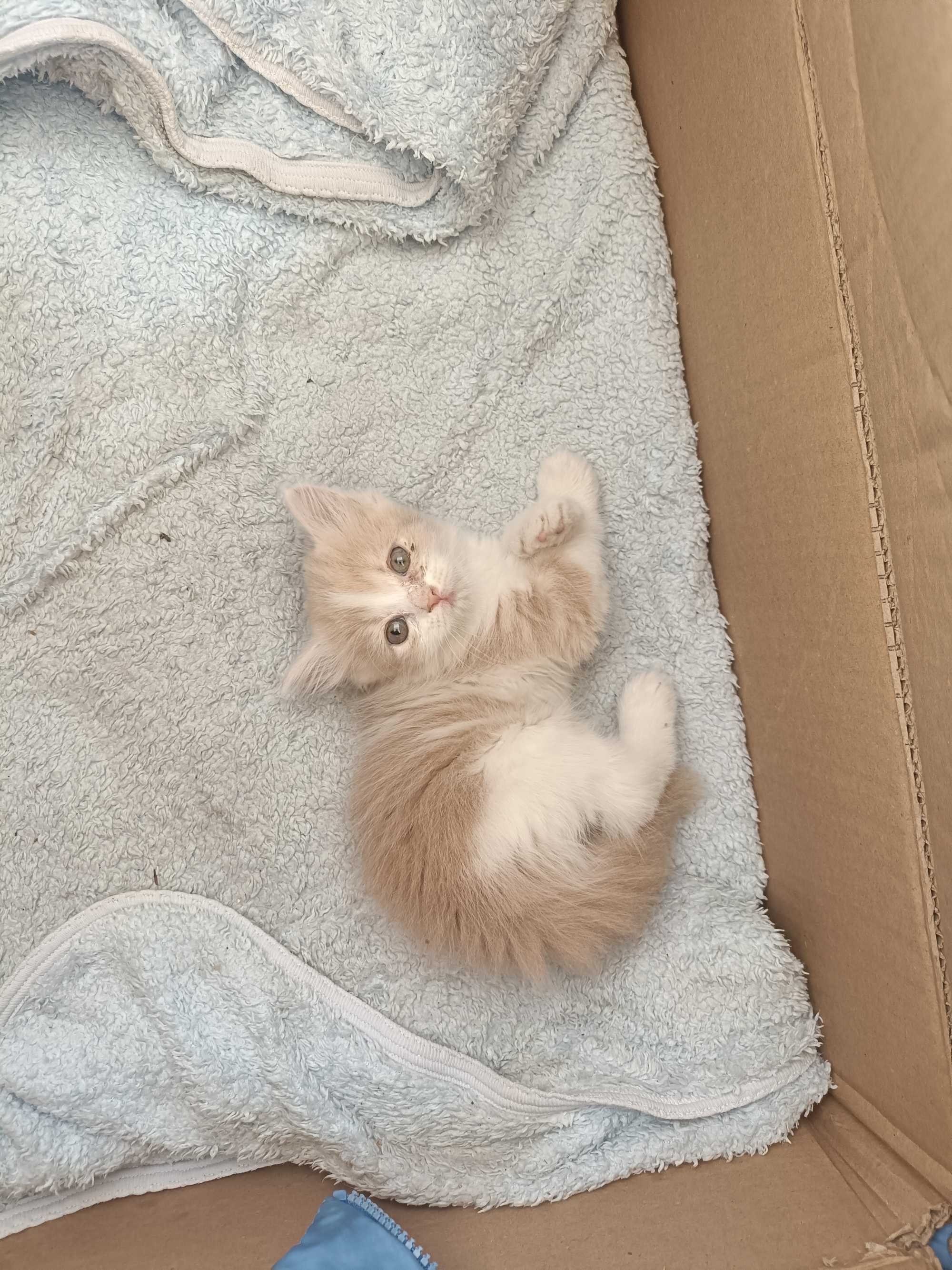 Котеня в добрі руки