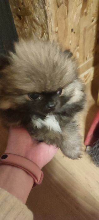 Продам плюшевых мишек