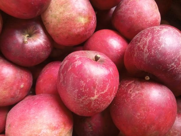 Jabłka Jonatan stara odmiana soczyste eko kurier Paczkomat