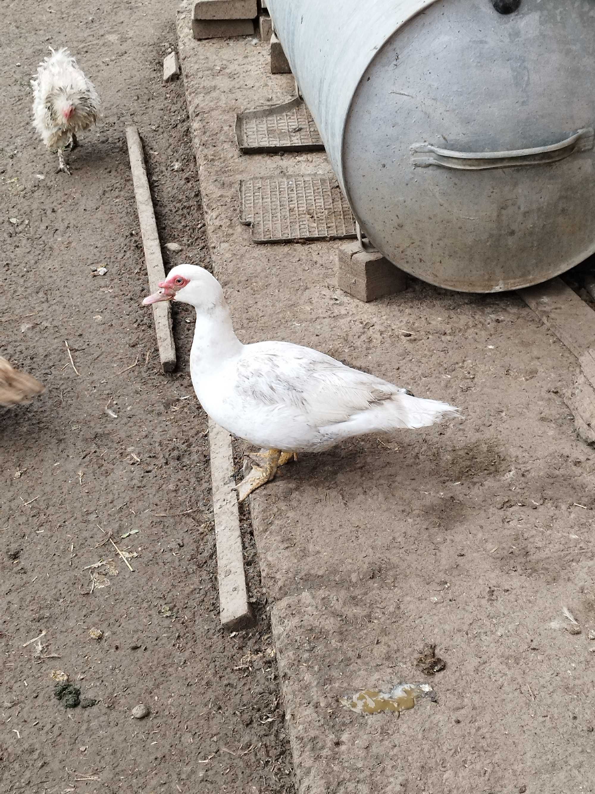 Kaczki i kaczory piżmowe
