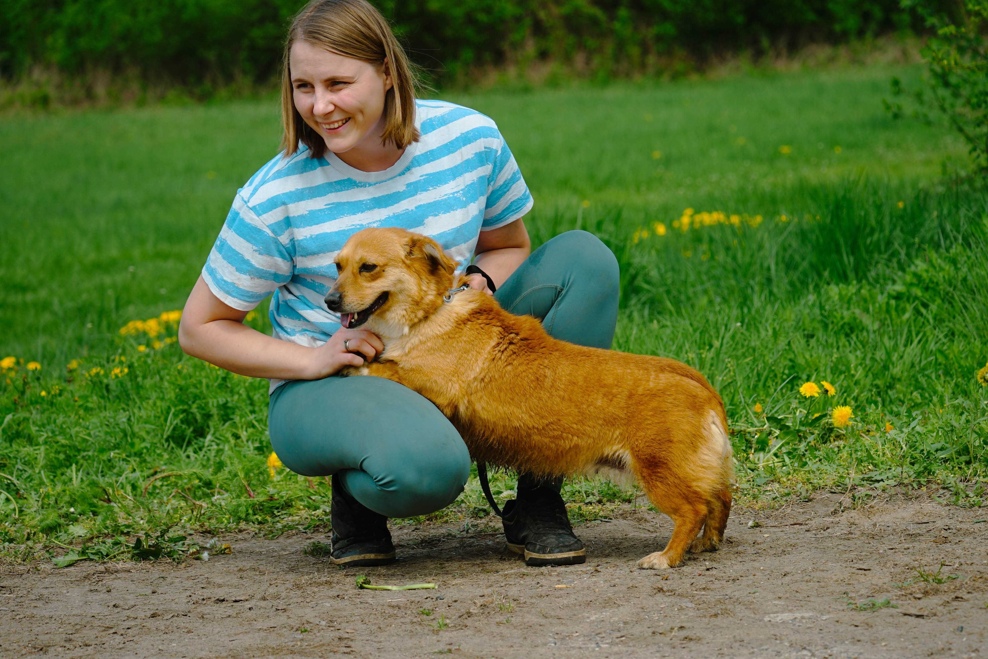 MIKA - śliczna sunia w typie corgi