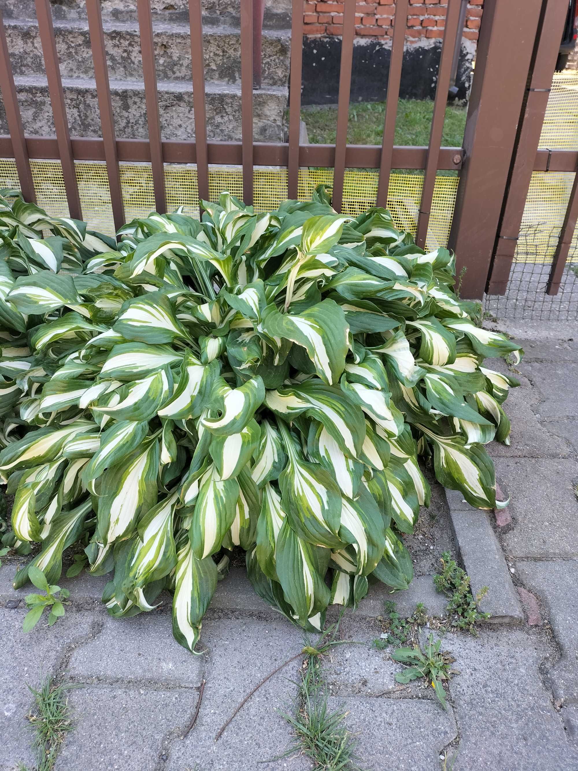funkia (hosta) - kwiaty wieloletnie do ogrodu
