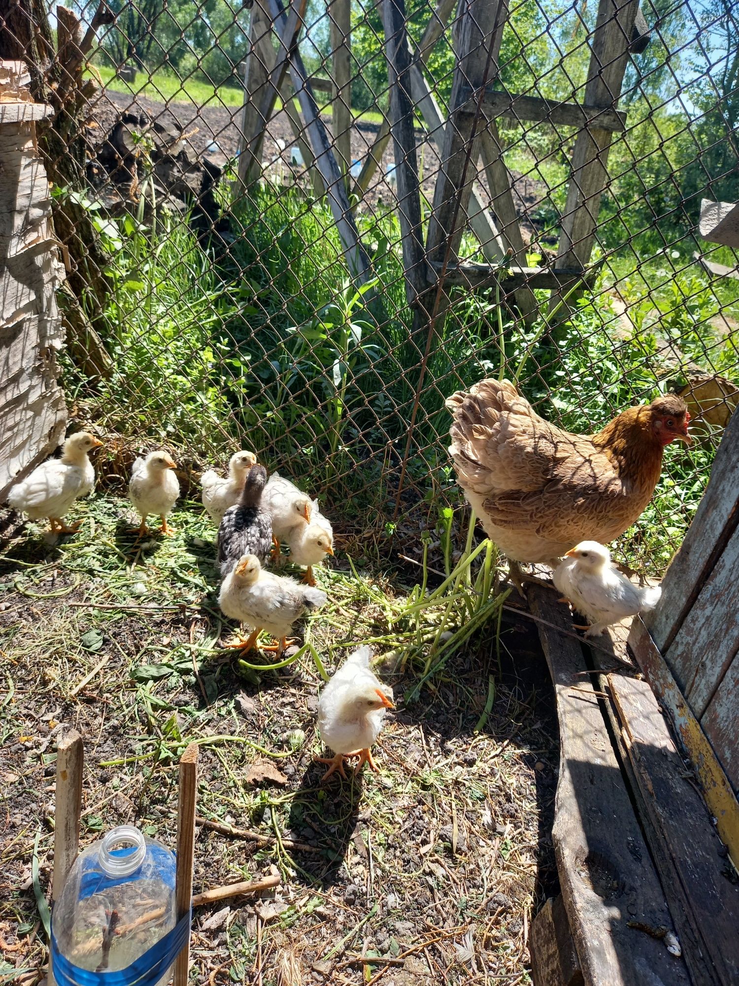 Квочка с цыплятами