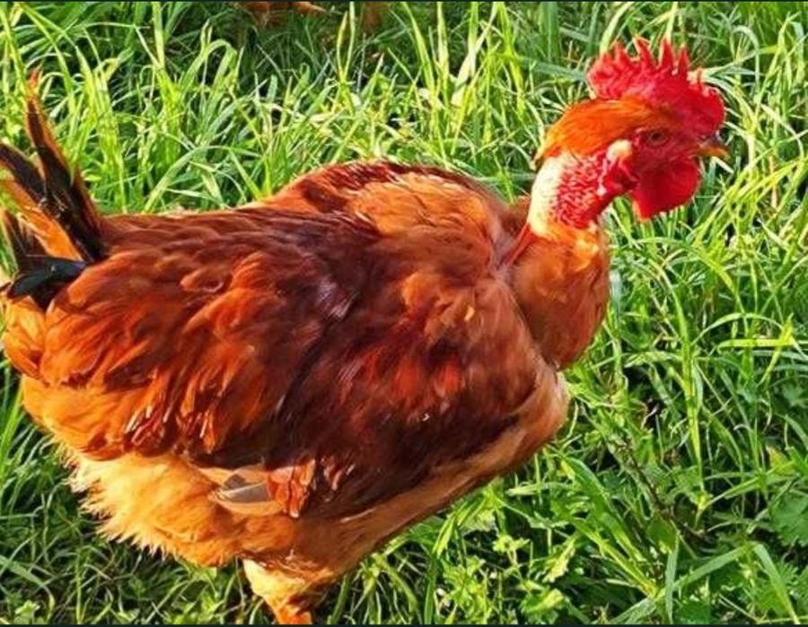 Galos Caseiros para mudar de pastagem