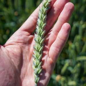 Pszenica ozima RGT Cayenne - idealna po soi i kukurydzy , Essa, Debian