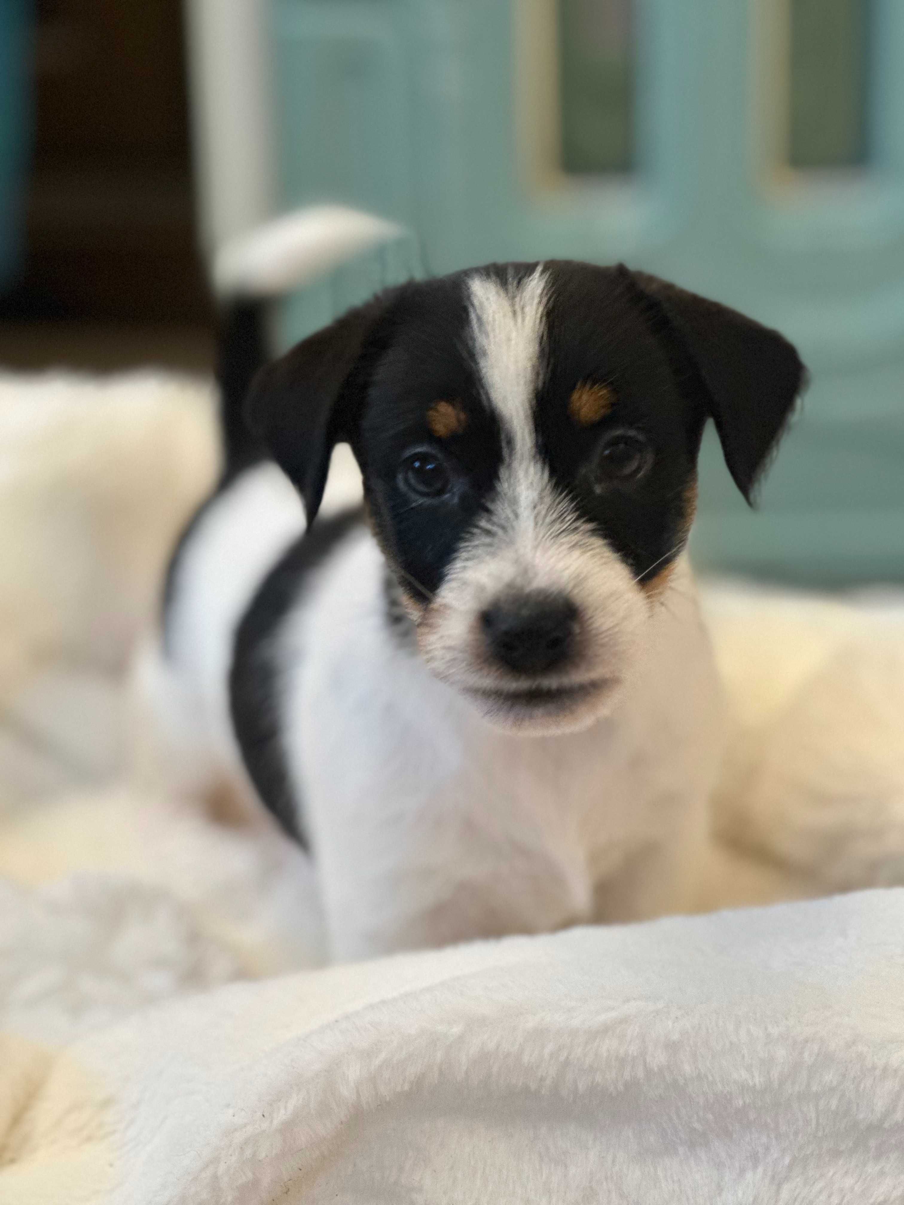 suczka Jack Russell terrier ZKWP/FCI szorstkowłosa