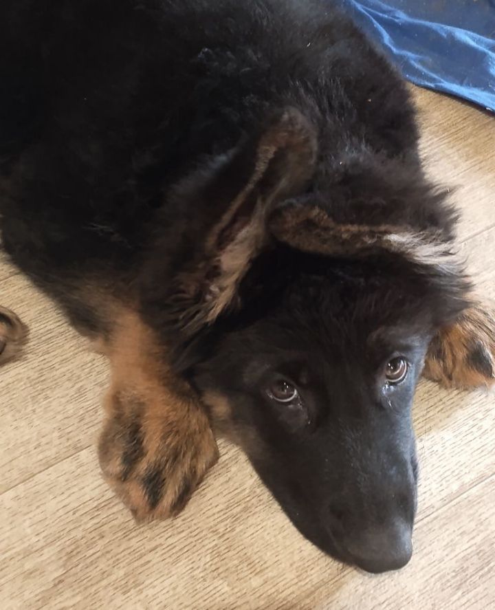 Owczarek do adopcji