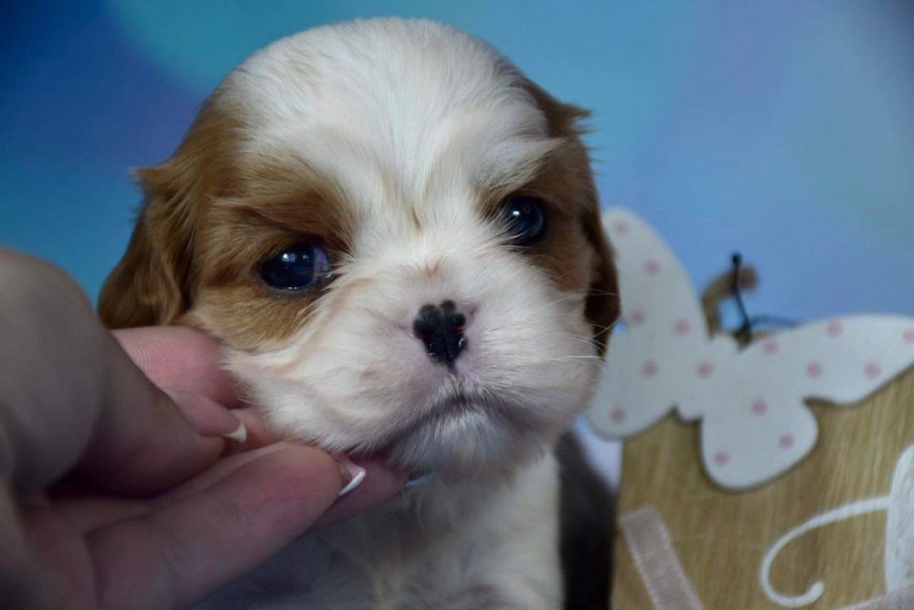 Samiec Cavalier King Charles spaniel