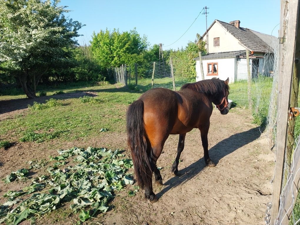 Sprzedam Konia rasy huculskiej