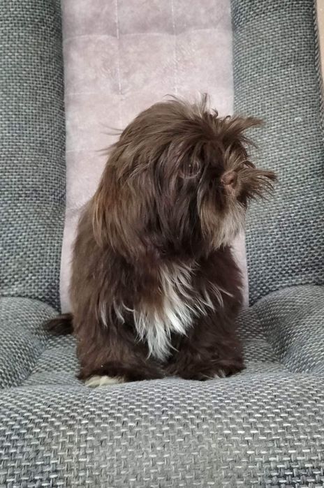 Shih tzu 4 miesięczny piesek czekoladowy