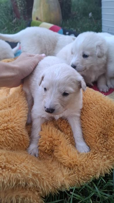 Цуцики, позитвні емоції