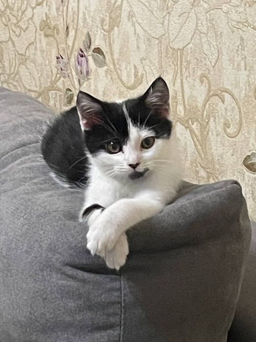 Віддам в добрі руки. Кошеня. Дівчинка