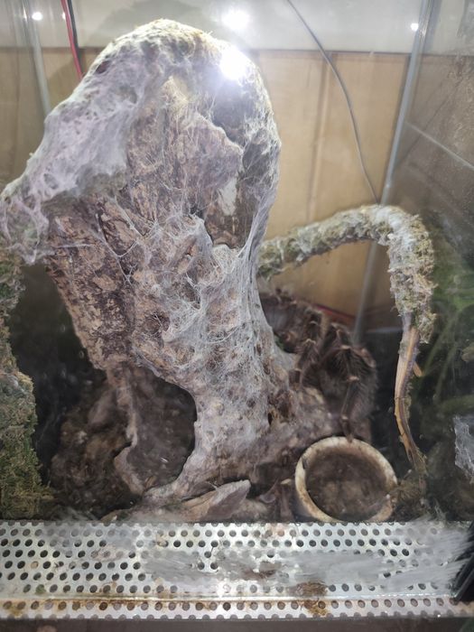 Lasidora parahybana samica 7dc wraz z terrarium