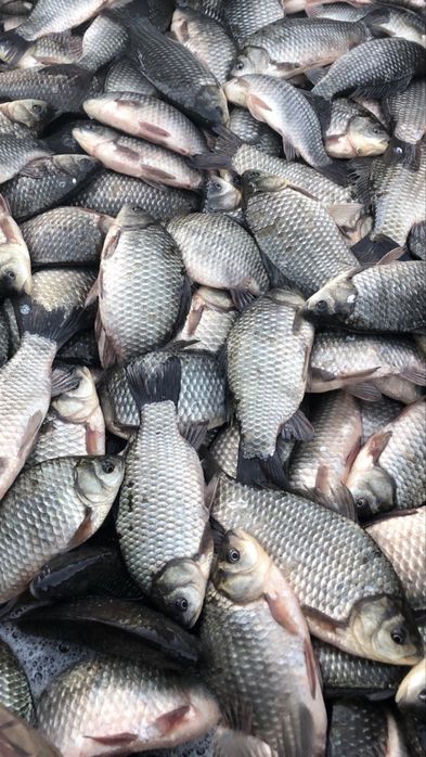 Жива риба-Товстолоб,короп,карась СЕРЕДИНКА,ГАЙСИНСЬКИЙ Р-Н