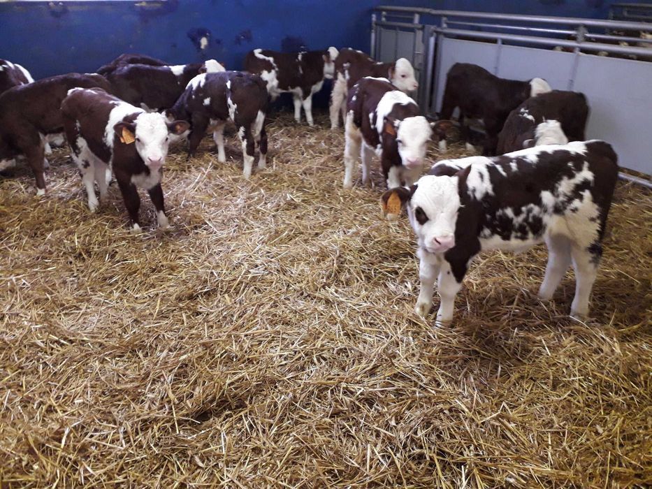 Cielęta, cielaki, byczki oraz jałówki mięsne, MM,MS,HF transport