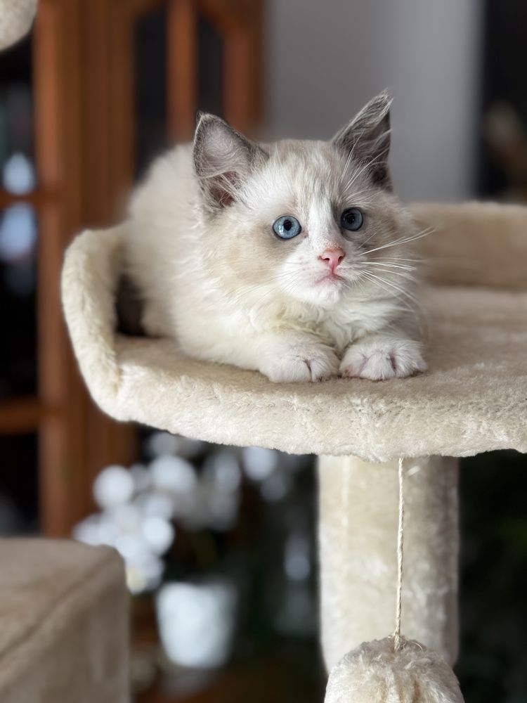 Kotka Ragdoll bicolor