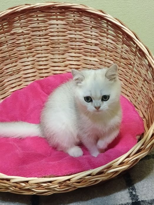 Шикарний котик чекає на Вас