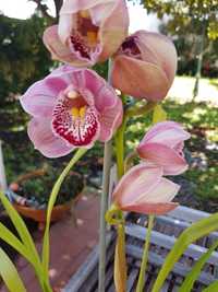 Orquídeas, mudas caseiras, sem flor.