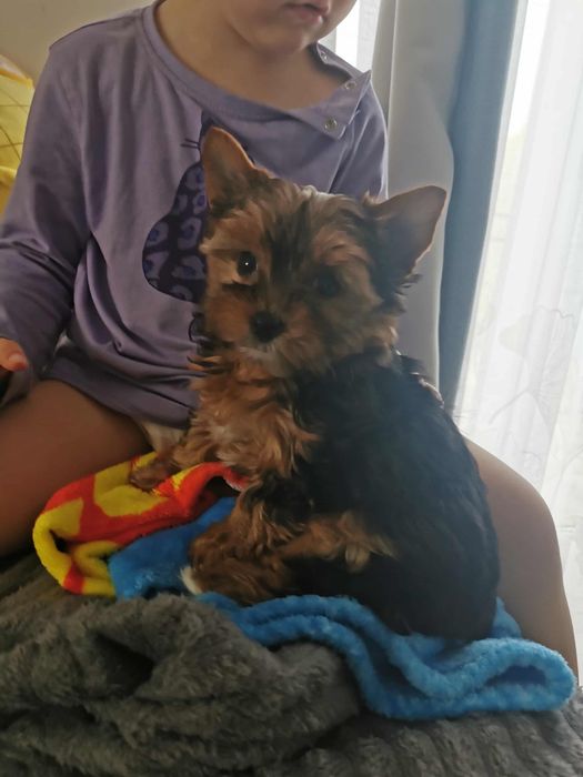 Urocza malutka suczka york