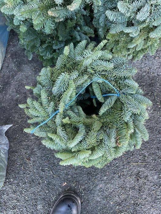 Wianki z jodły nobilis I nordman