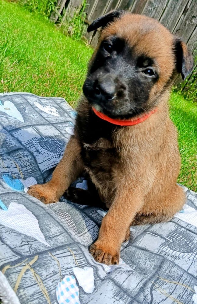 Owczarek belgijski malinois