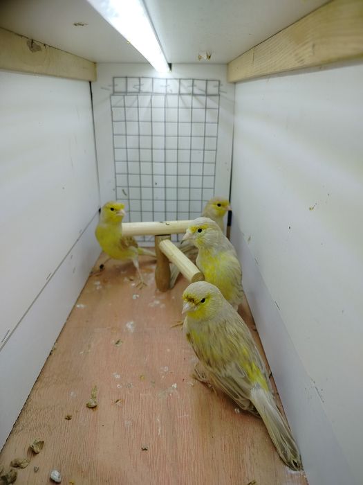 Samiczki kanarków 2025r.