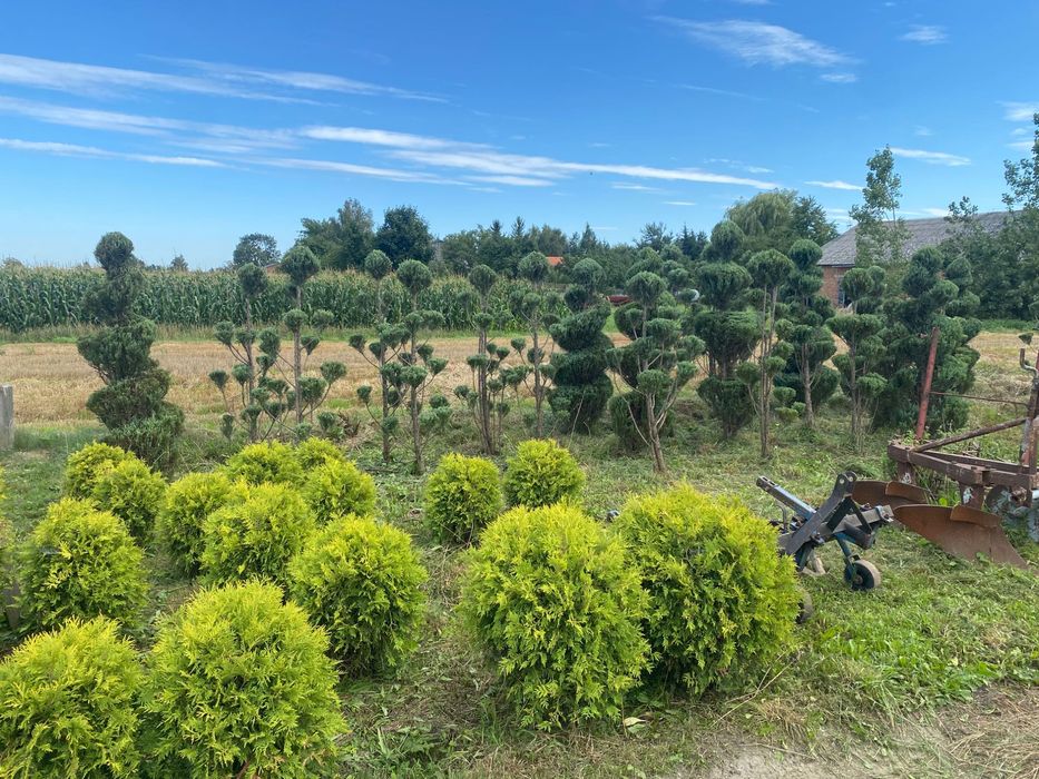 Tuja brabant, drzewa szczepione, krzewy szczepione,