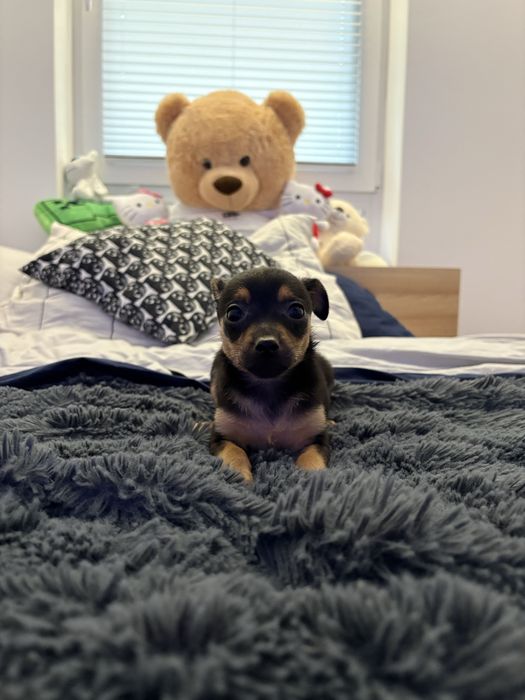 Pinczer Miniaturowy IKONA