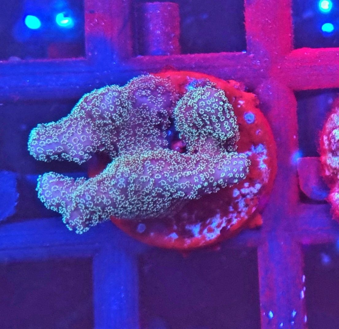Pocillopora Fiji Pink koralowiec akwarium morskie koralowce Korale.Pro
