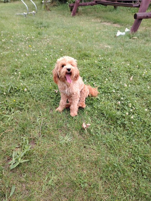 Dorosły piesek maltipoo