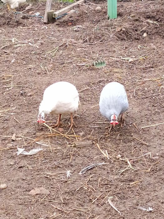 Galinhas de Angola de varias cores e idades!