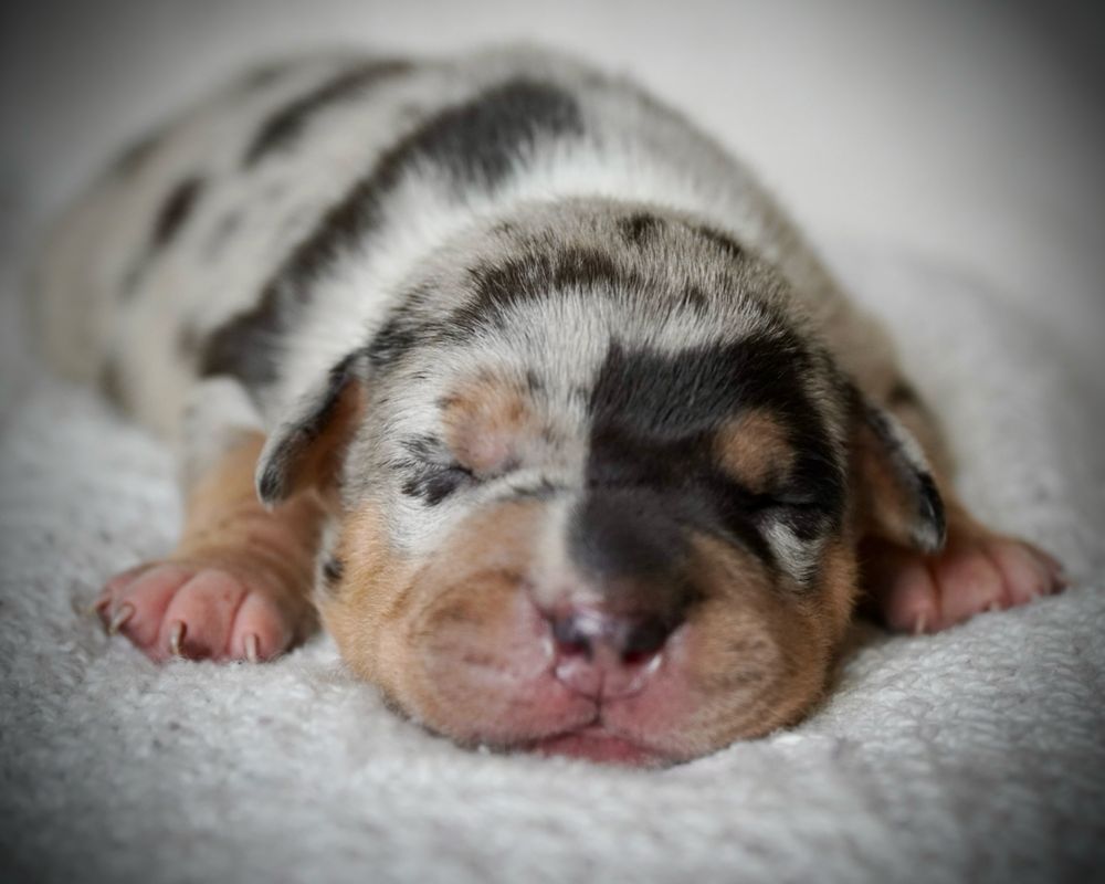 American Bully XL ABKC tri merle