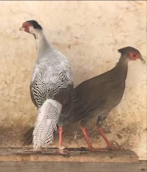 Casal faisões prateados
