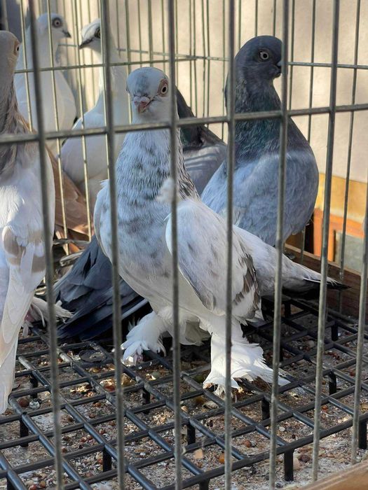 Gołębie ozdobne różnych ras