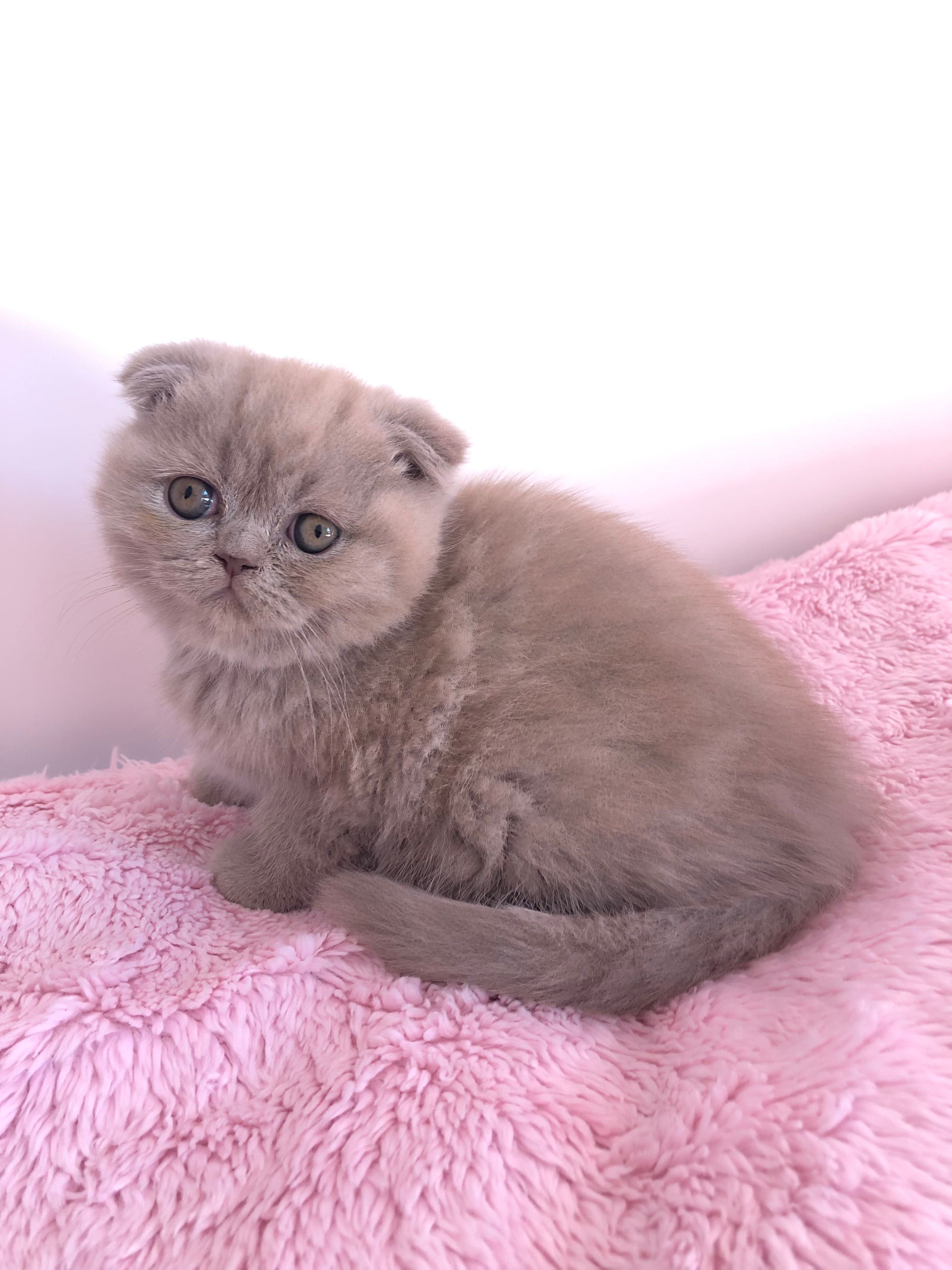 Fêmea Scottish Fold Lilac