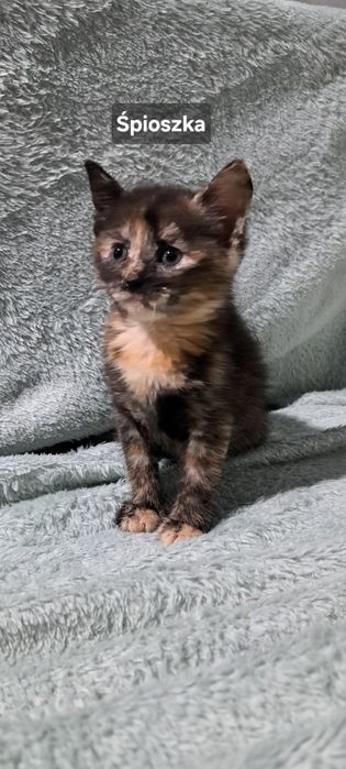 Kotki do oddania za darmo - ZAREZERWOWANE