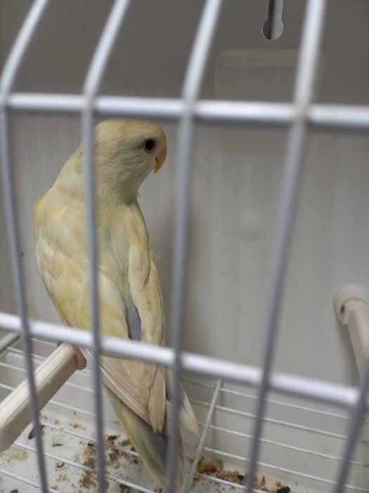 Agapornis  roseicollisn